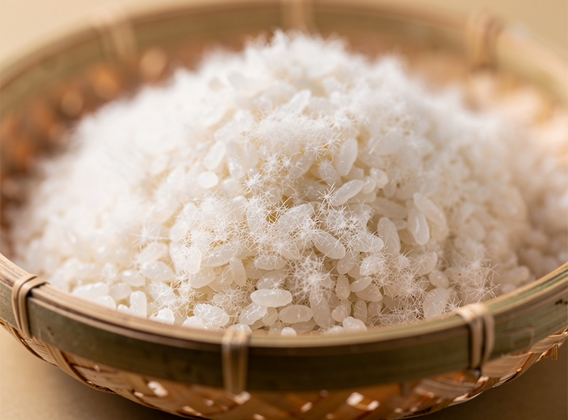 Close up of koji rice with white fluffy aspergillus growth covering steamed white rice in a small bamboo tray with soft warm light Japanese food photography