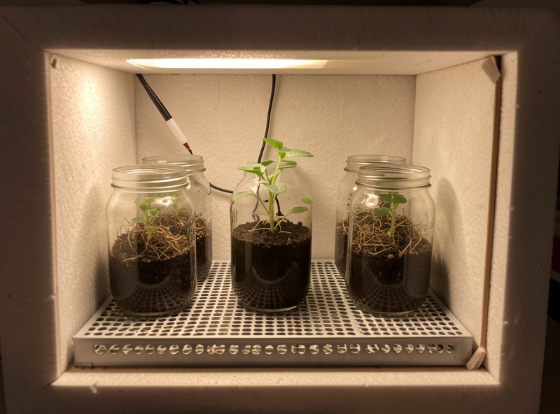 A seedling heat mat under fermentation jars inside an insulated box with a temperature probe