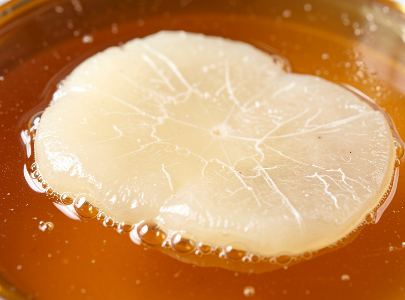 Close-up of a healthy translucent vinegar mother floating on the surface of amber vinegar in a wide glass jar