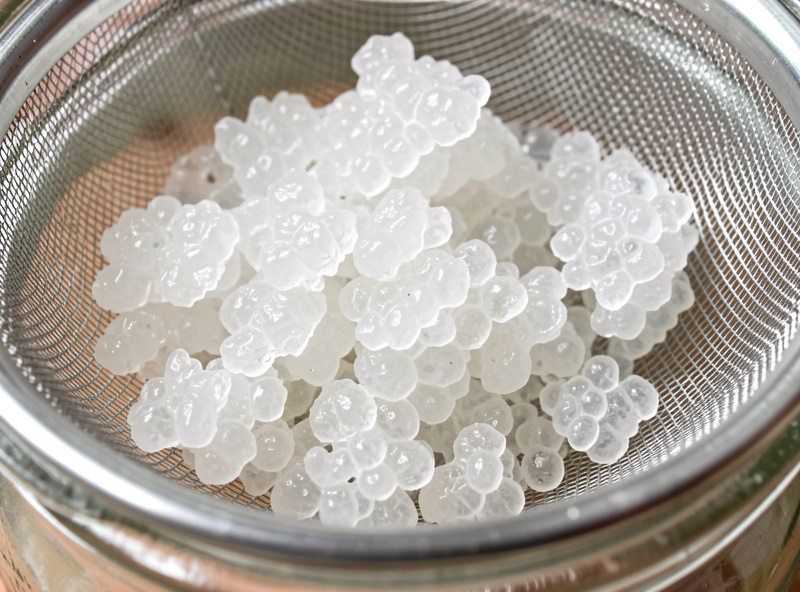 Translucent water kefir grains in a glass jar of sugar water, close-up showing the crystalline cauliflower-like texture