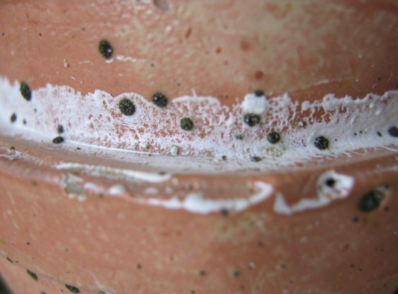Close-up of a crock moat channel showing a chalky white scale ring and dark mold spots