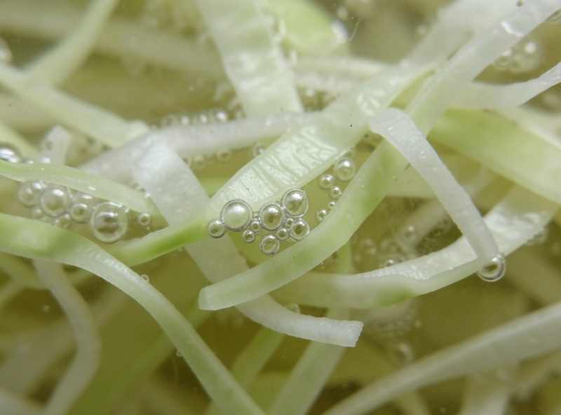 Extreme macro of tiny carbon dioxide bubbles clinging to strands of shredded cabbage below cloudy brine