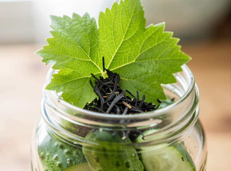 A fresh grape leaf and a pinch of loose black tea being tucked into a jar of brining cucumbers